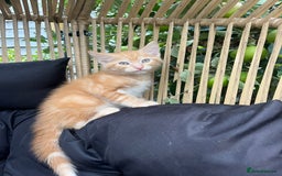 Maine Coon cats for sale: Maine Coon x Domestic Shorthair  - Image 29
