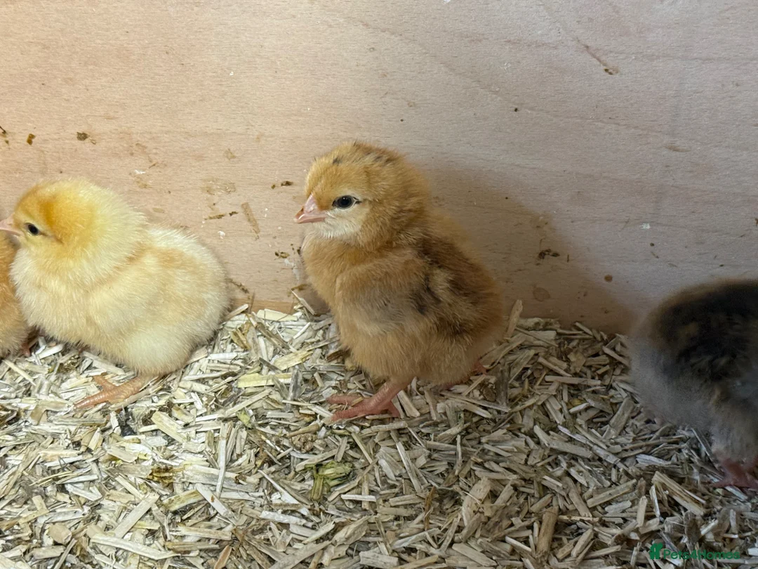 Chickens poultry for sale: Day old mixed hybrids chicks  - Advert 1