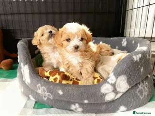 Maltipoo dogs 💫 ASIAN LUXURY F1 MALTIPOO LAST BOY❗🩵 - Advert 8