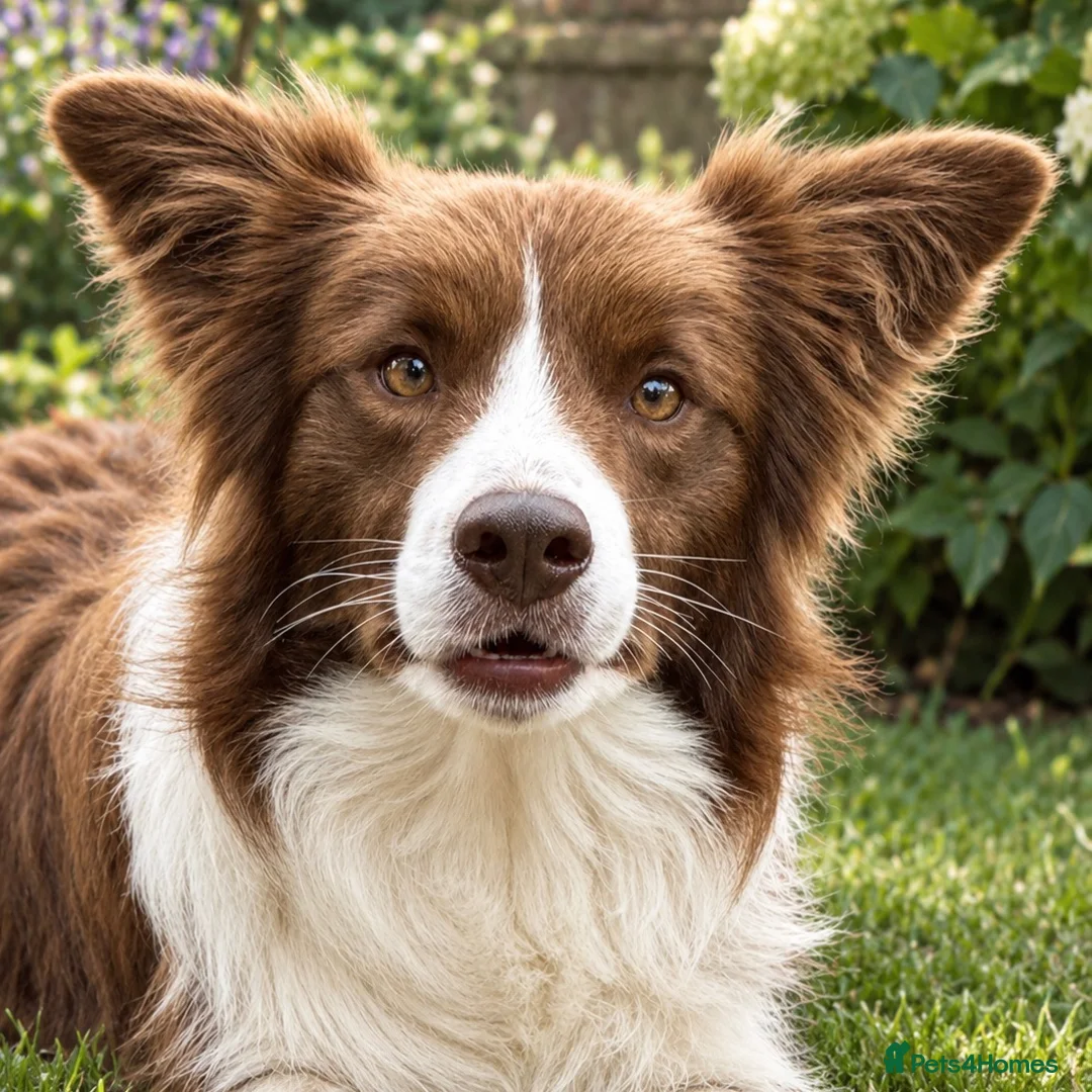 Border Collie dogs for sale: TRAINED BORDER COLLIE DOG BRED FOR TEMPERAMENT - Advert 1