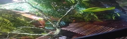 Chameleon reptiles for sale: Camelian with full set up  in Leeds - Advert 5