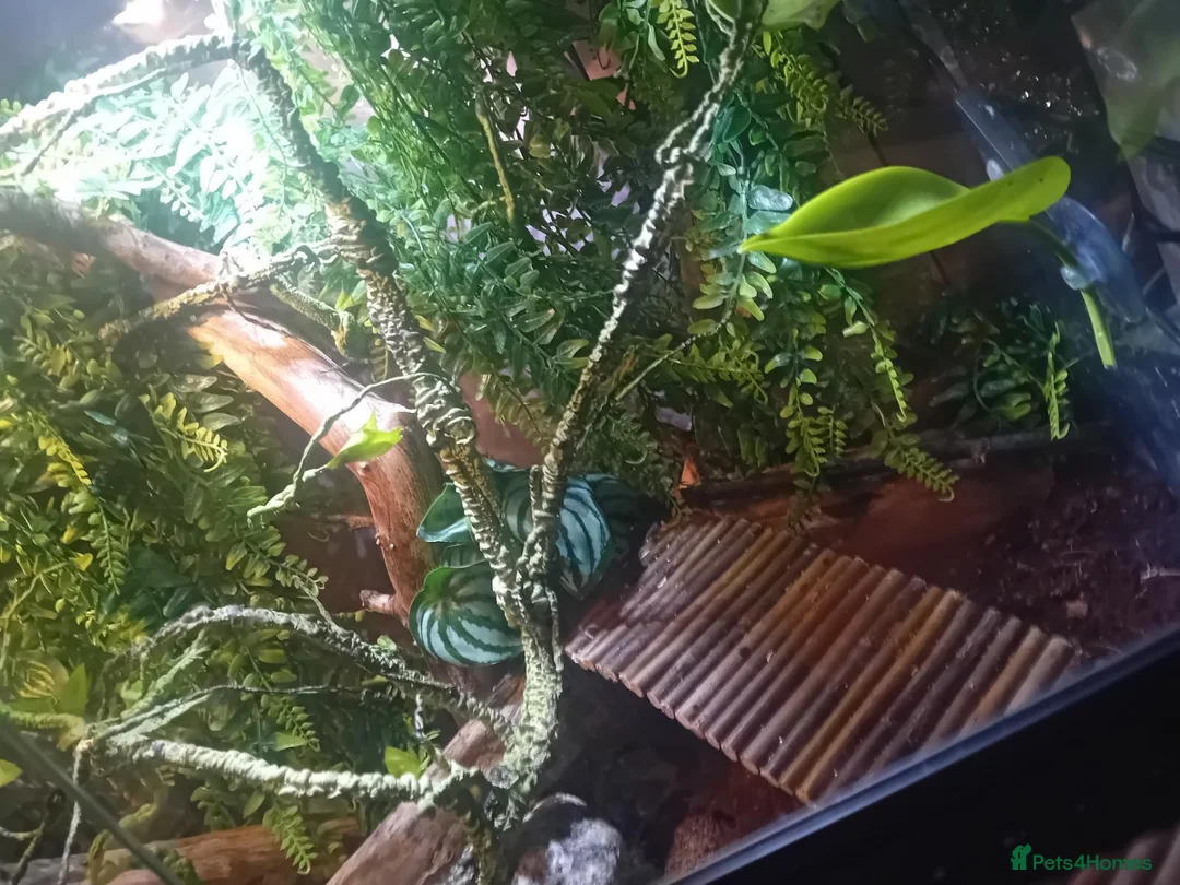 Chameleon reptiles for sale: Camelian with full set up  in Leeds - Advert 5