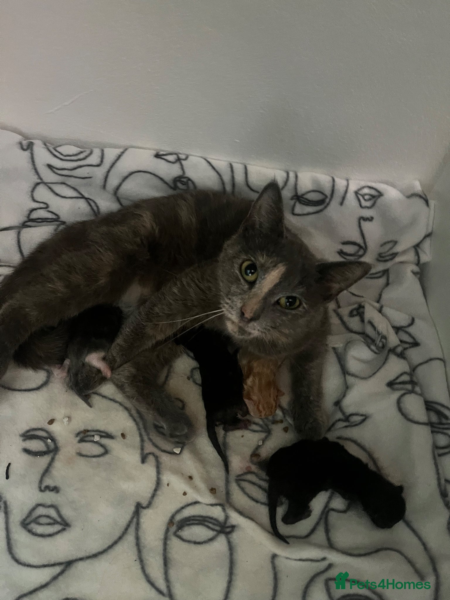 Mixed Breed cats Kittens for sale  - Advert 15