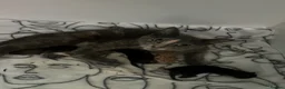 Mixed Breed cats for sale: Kittens for sale  in Peterborough - Advert 1