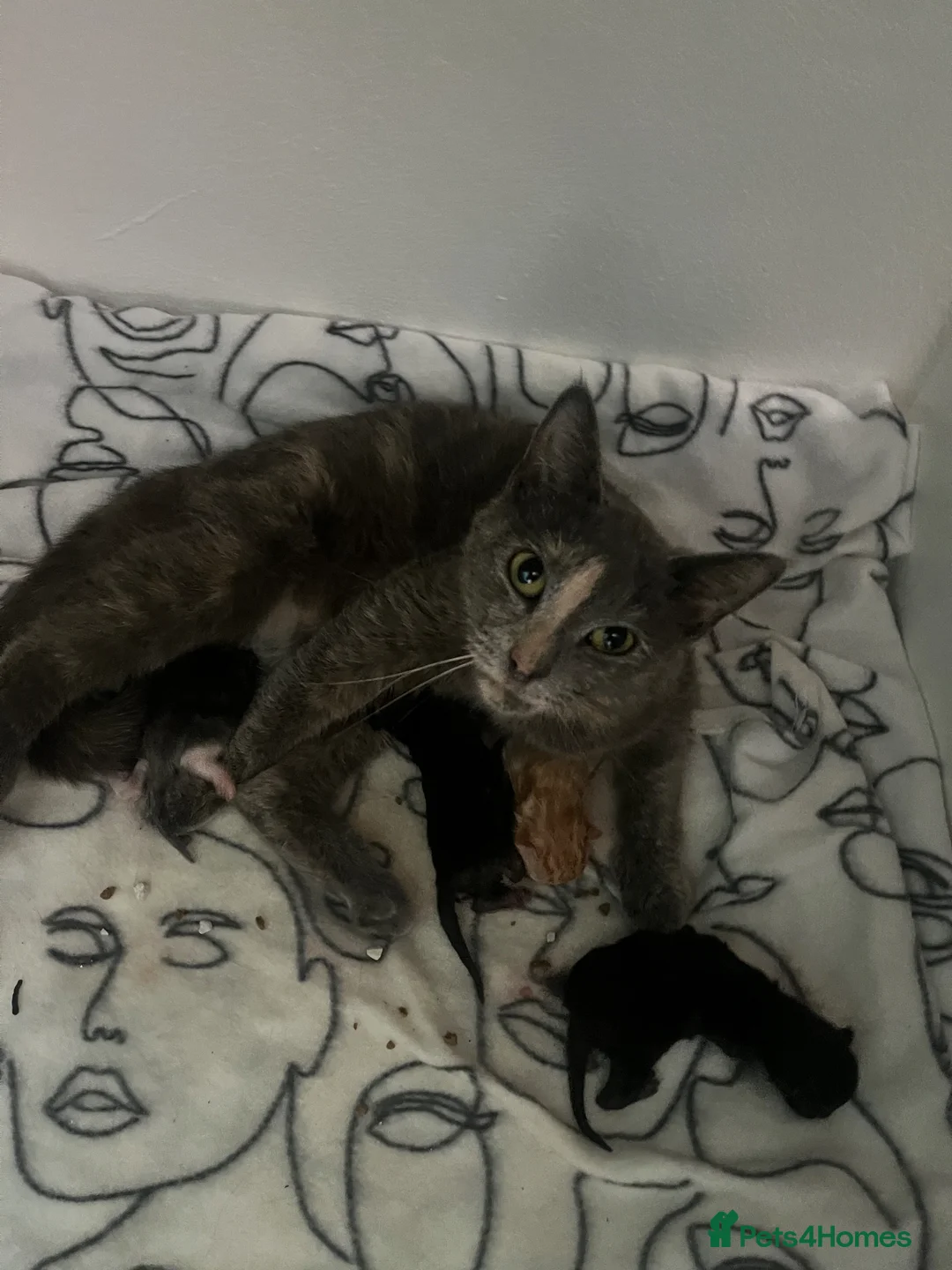Mixed Breed cats for sale: Kittens for sale  in Peterborough - Advert 1