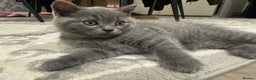 British Shorthair cats for sale: British Shorthair kittens - Advert 8