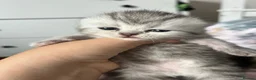 Persian cats for sale: Persian kitten  in Malmesbury - Advert 7