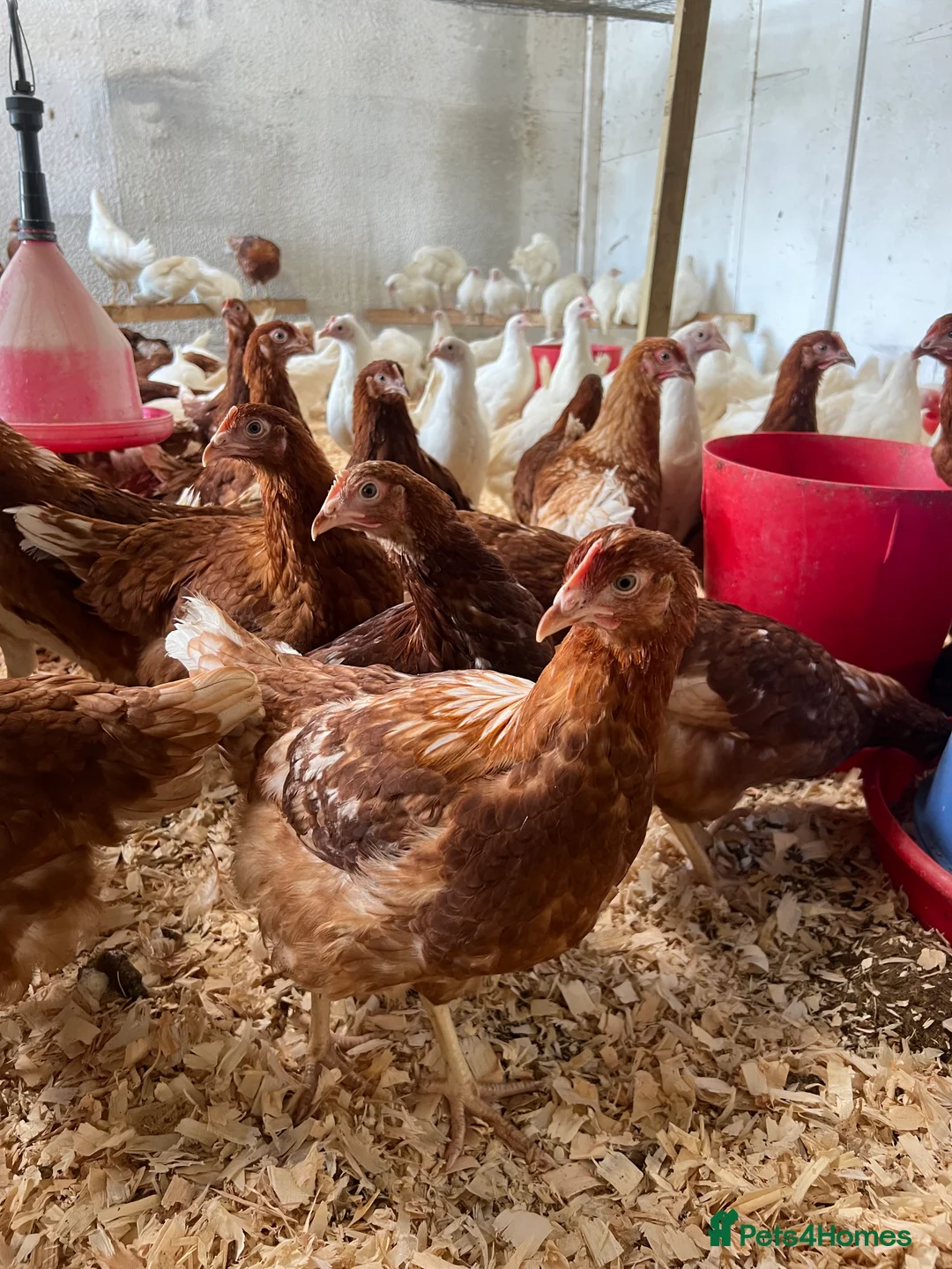 Chickens poultry for sale: Warrens and leghorns for sale pol - Advert 1