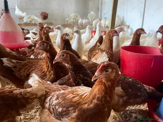 Chickens poultry Warrens and leghorns for sale pol - Advert 1