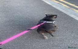 Staffordshire Bull Terrier dogs for sale: Blue Staffordshire  - Image 6