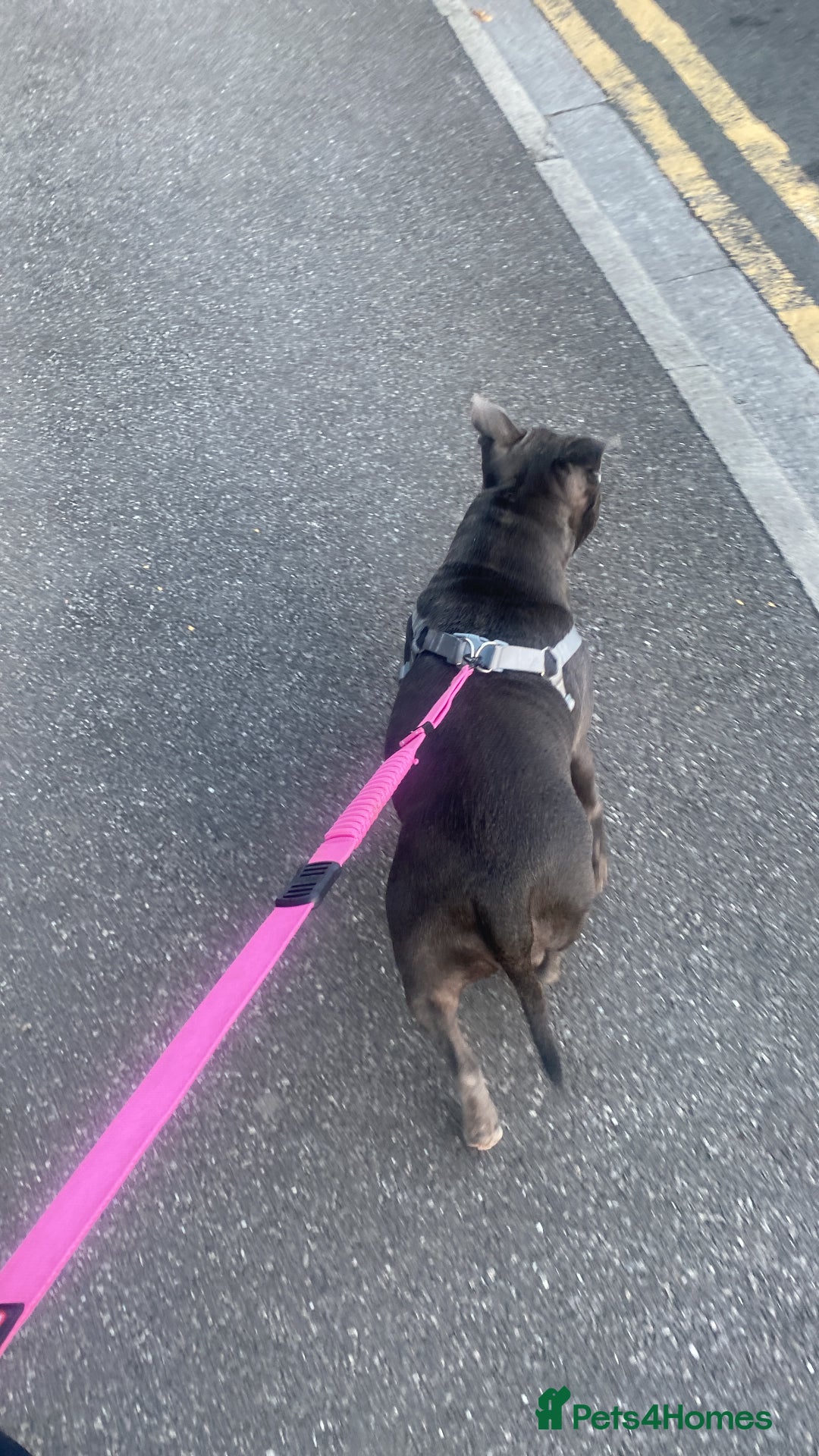 Staffordshire Bull Terrier dogs for sale: Blue Staffordshire  - Image 6