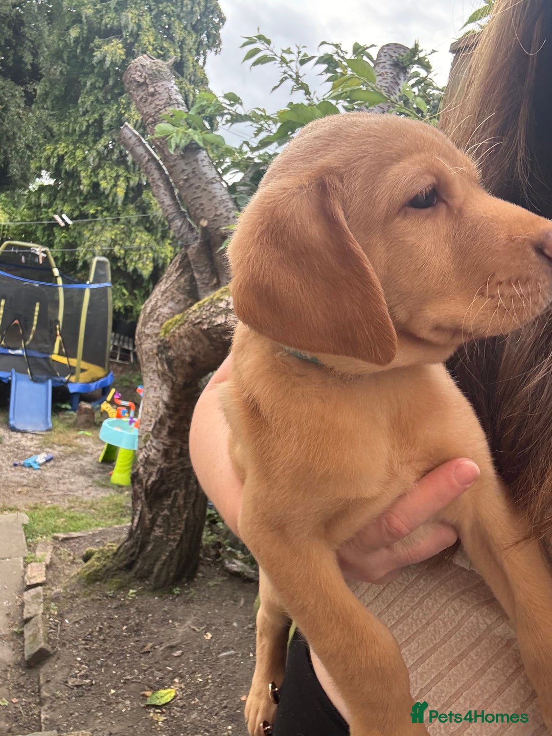 Labrador Retriever dogs for sale: KC registered Labrador retrievers for sale  - Image 5