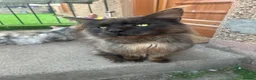Maine Coon cats for sale: Maine Coon kittens  - Advert 14