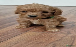Cockapoo dogs for sale: Cockapoo - Image 10