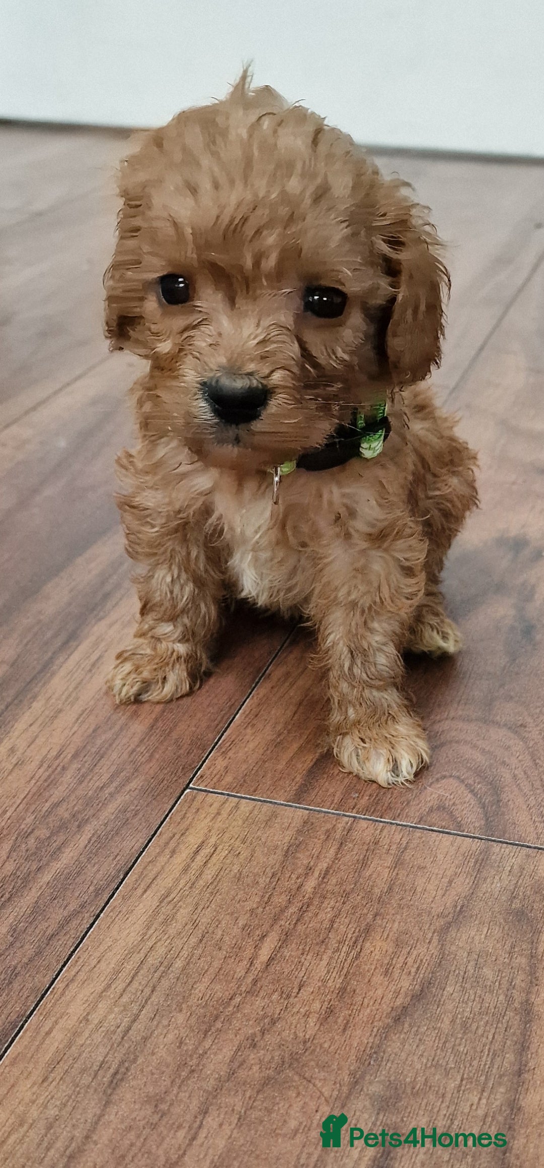 Cockapoo dogs for sale: Cockapoo - Image 10