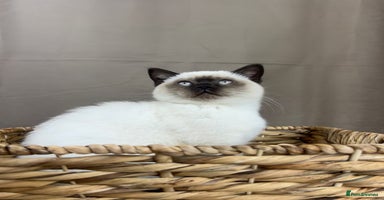 British Shorthair cats in Ingatestone - Advert 4