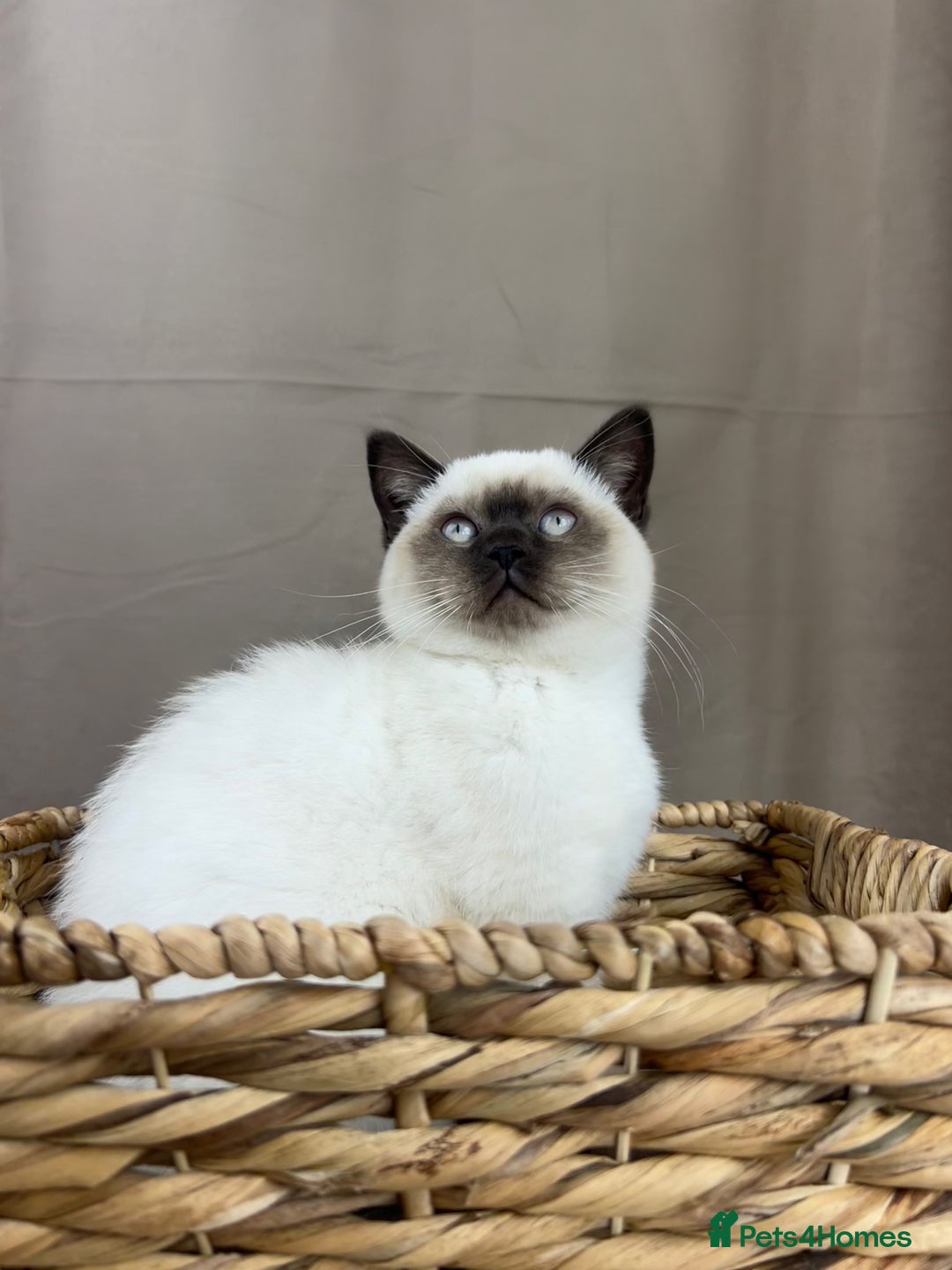 British Shorthair cats for sale: READY NOW SEAL POINTED BRITISH SHORTHAIR MALE in Ingatestone - Image 3