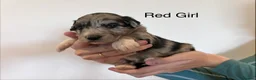 Mixed Breed dogs for sale: Lassie/Border Collie X Miniature Poodle - Advert 13