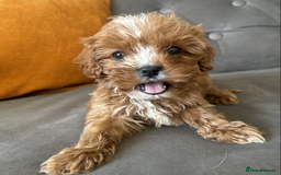 Cavapoo dogs for sale: Trained Cavapoos for sale  - Image 4