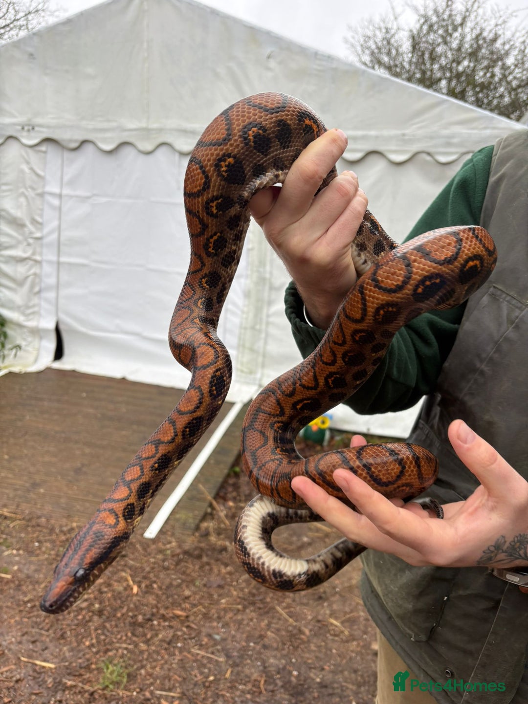 Snake reptiles for sale: Rainbow boa & Gopher snake - Advert 4