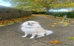 Mixed Breed dogs for sale: Maltipom  - Image 10
