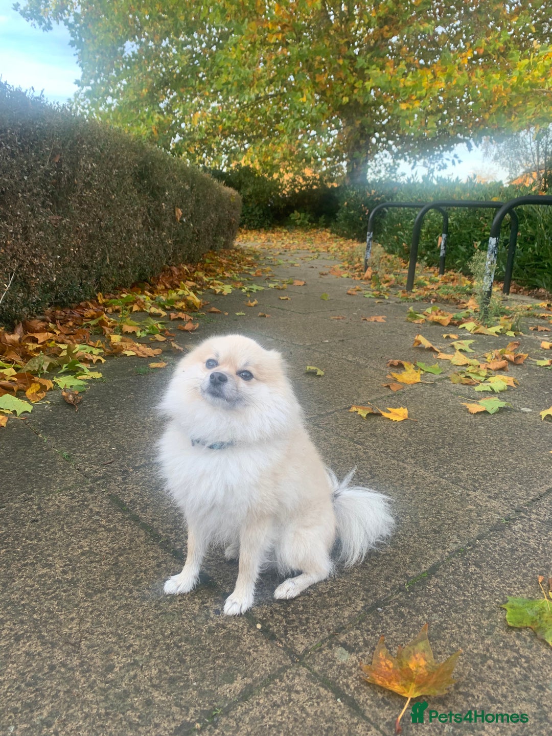 Mixed Breed dogs for sale: Maltipom  - Image 10