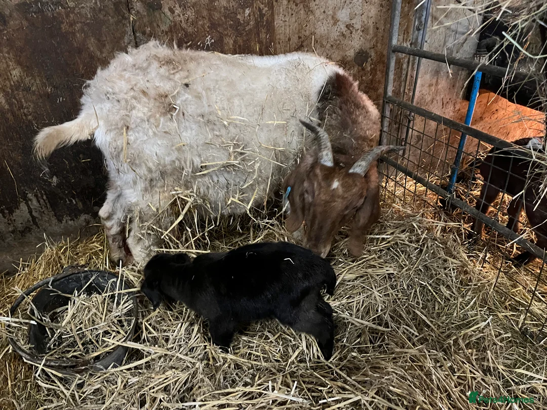 Goats livestock for sale: Selection of goats for sale  - Advert 5