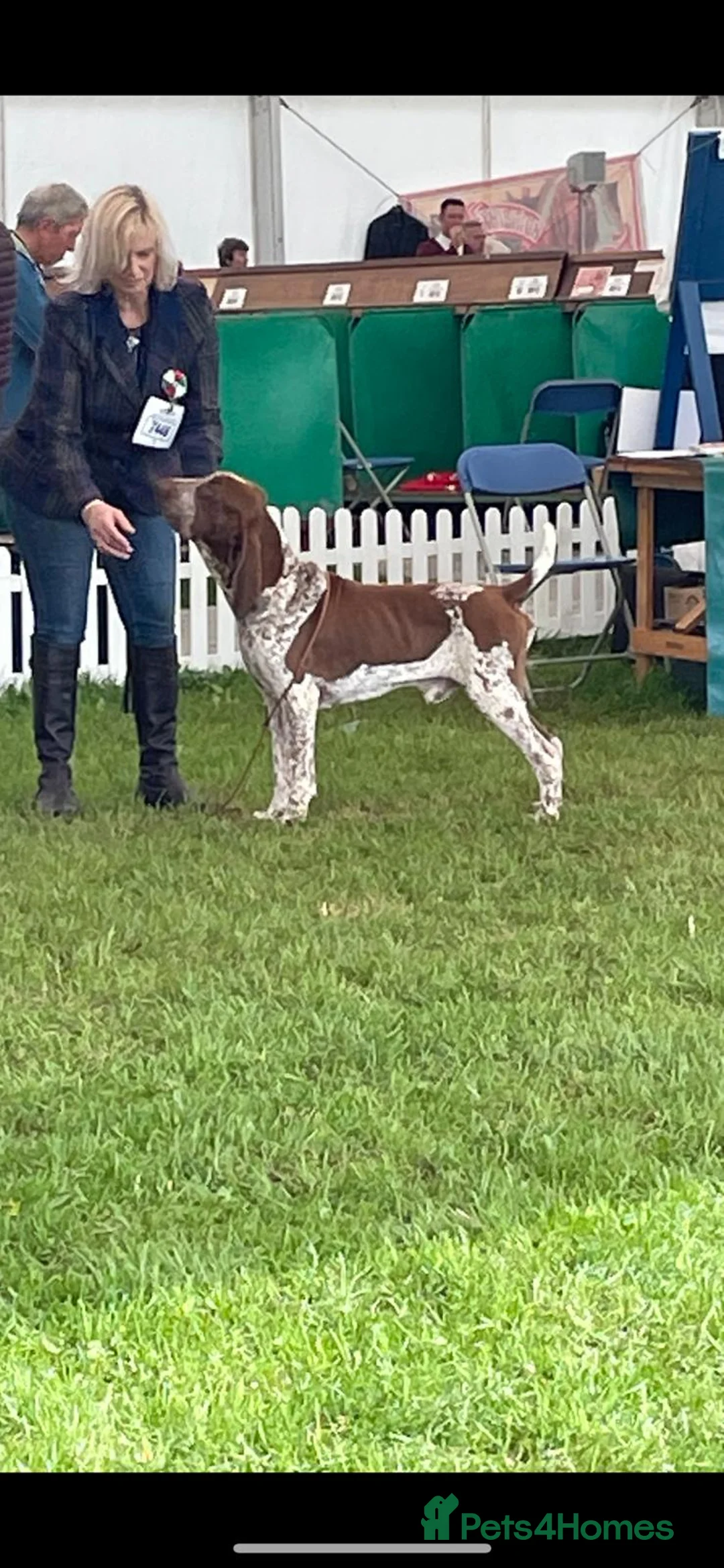 Bracco Italiano dogs for stud: Valentino Rossi Italian Import - Advert 5