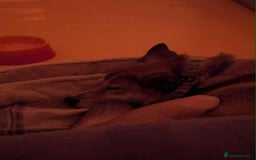 Mixed Breed dogs for adoption: Basil 7 year old meat trade survivor  - Image 5