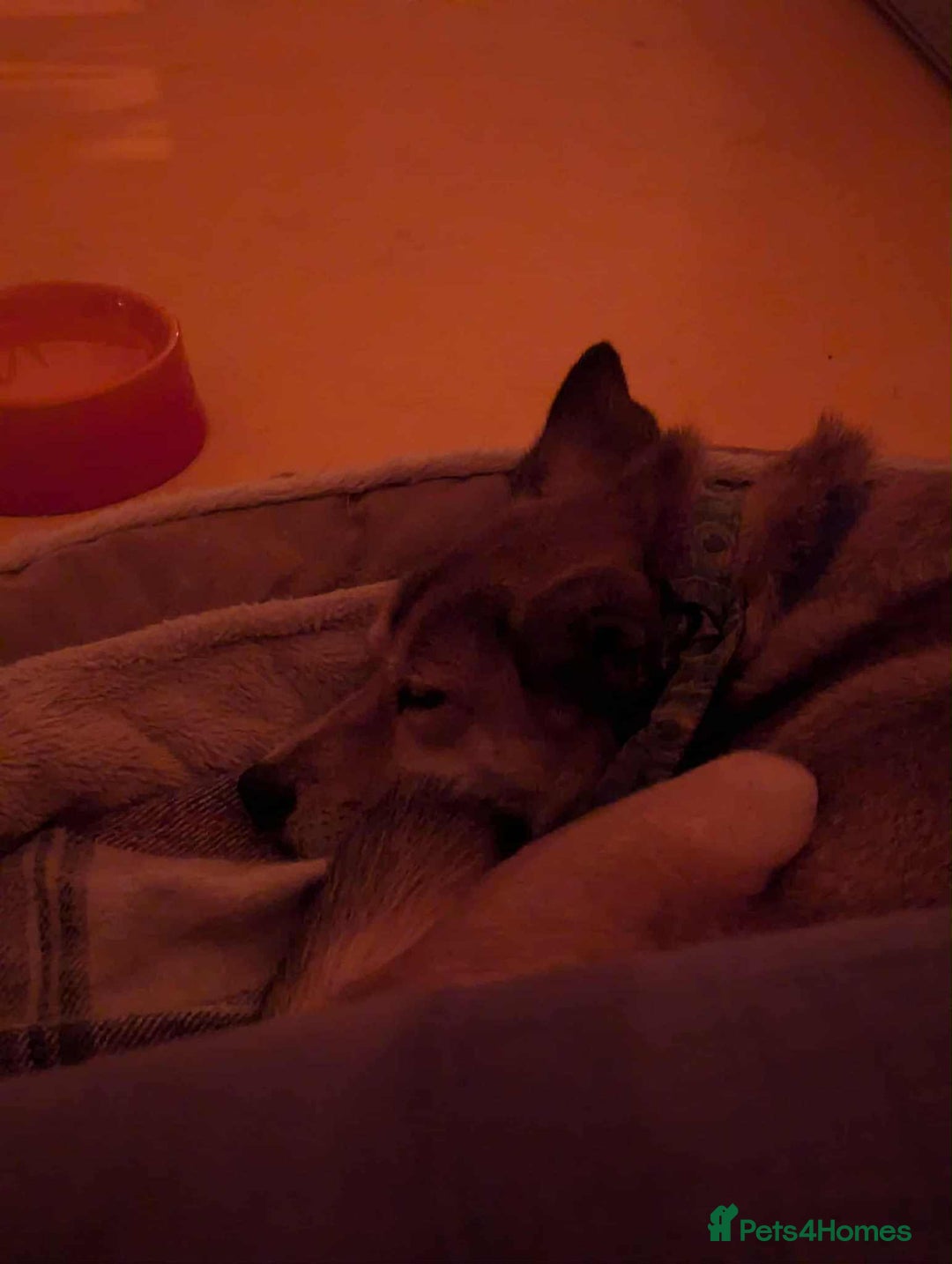 Mixed Breed dogs for adoption: Basil 7 year old meat trade survivor  - Image 5