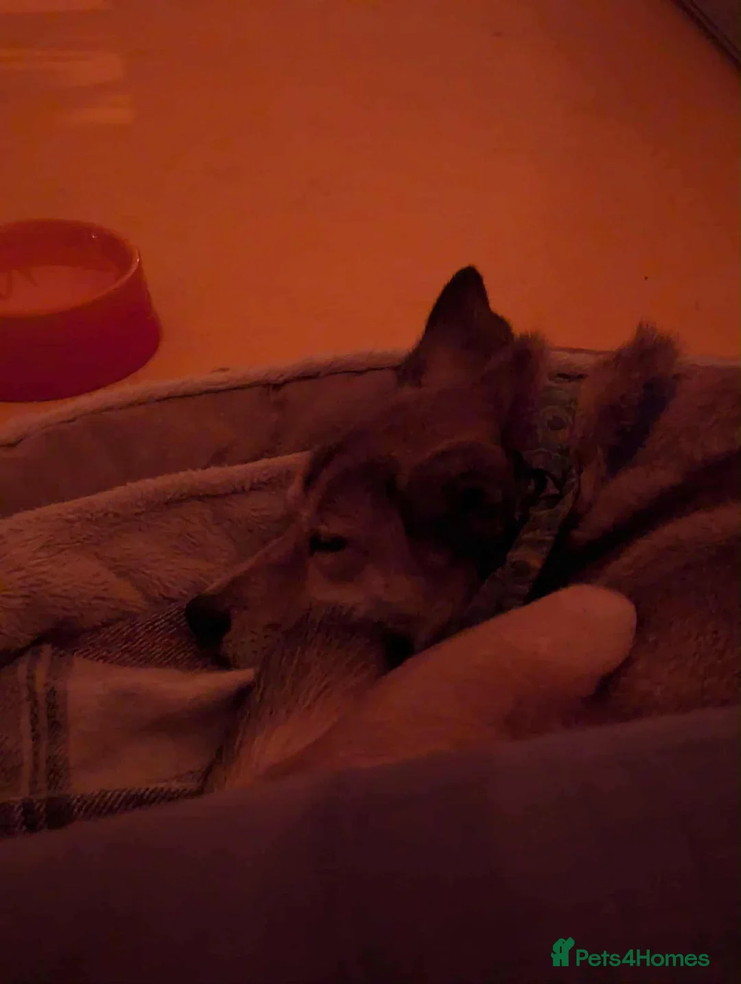 Mixed Breed dogs for adoption: Basil 7 year old meat trade survivor  - Advert 5