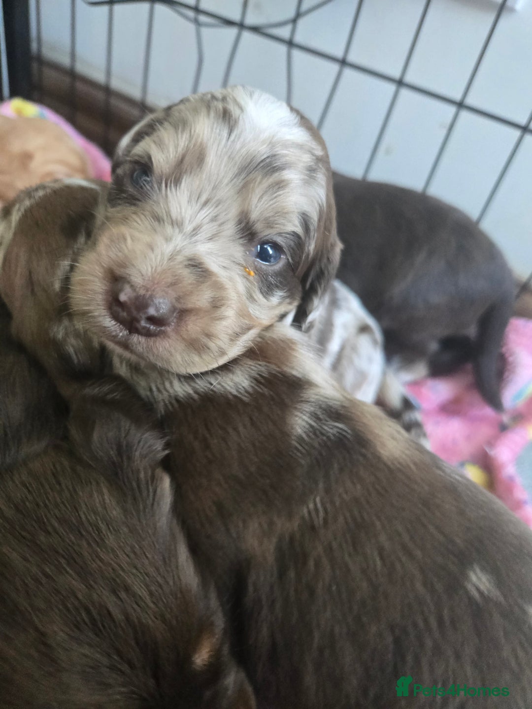 Cockerdor dogs for sale: Rare coloured stunning Cockerdor pups  - Image 1