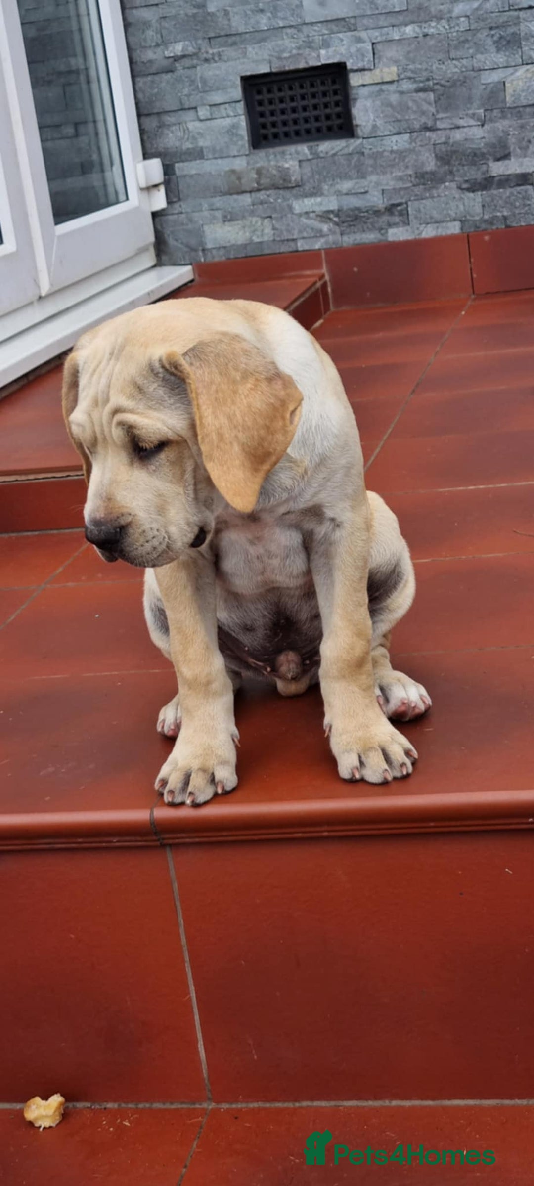 Mixed Breed dogs for sale: THE LAST BEAUTIFUL BOY–CaneCorso x Staffy puppies  - Image 1