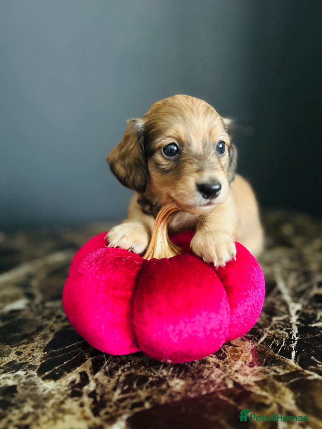 Miniature Dachshund dogs for sale: Cream Litter 5 Star Breeder ⭐️⭐️⭐️⭐️⭐️  - Image 11