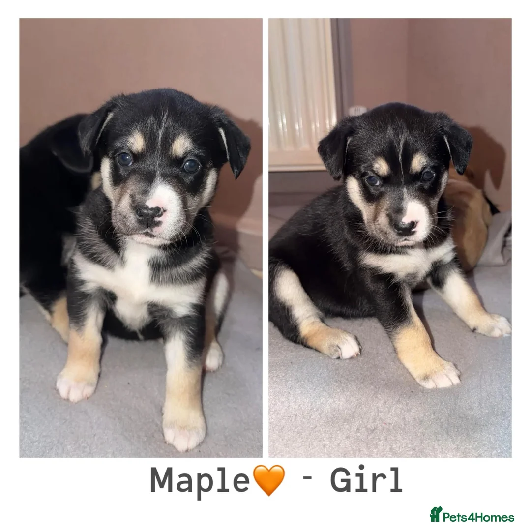 Mixed Breed dogs for sale: Beautiful Puppies  - Advert 1