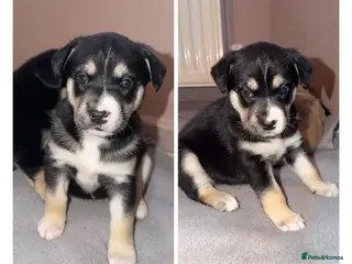 Mixed Breed dogs Beautiful Puppies - Advert 2