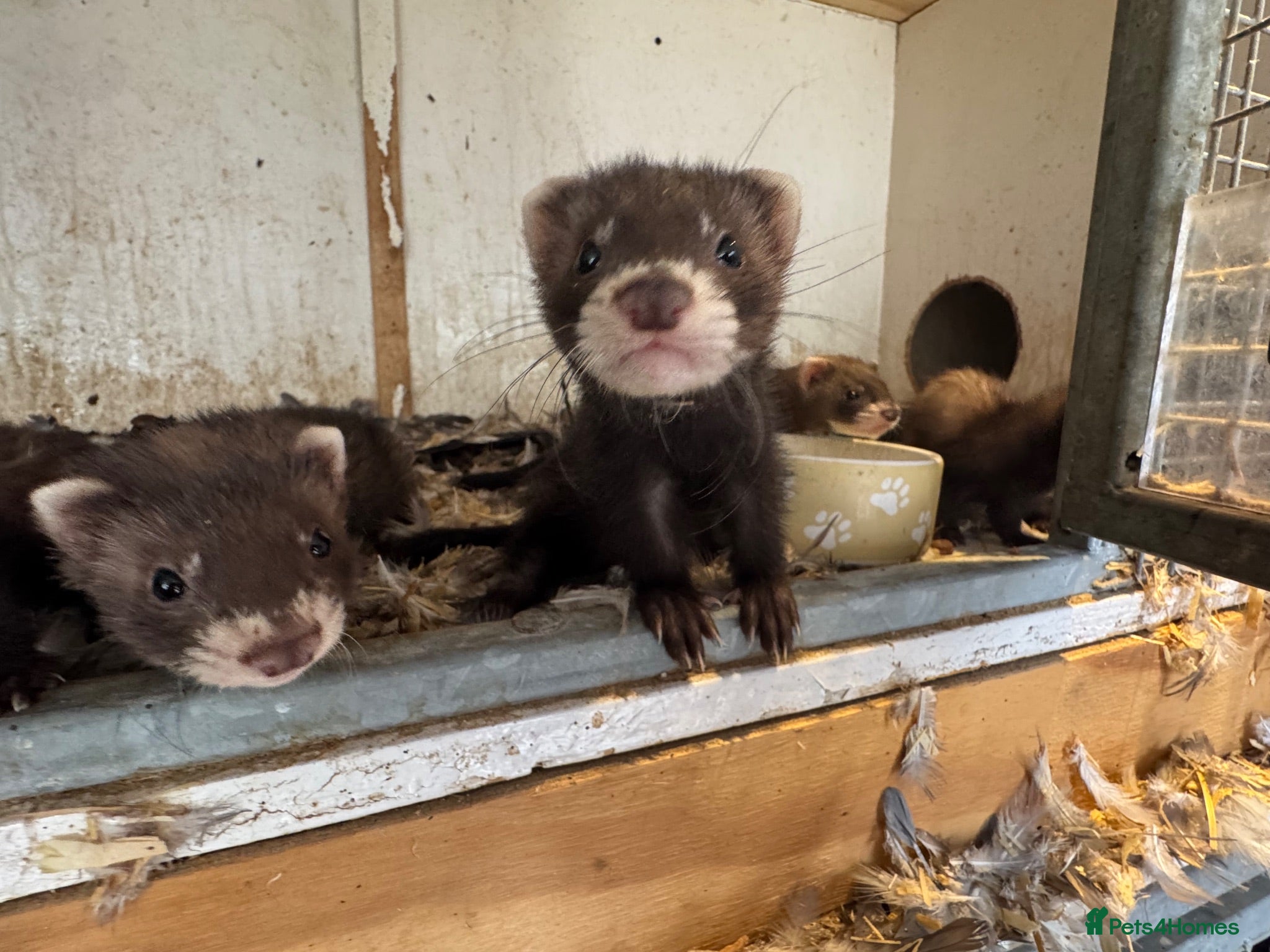 Ferret rodents Black ferrets  - Advert 17