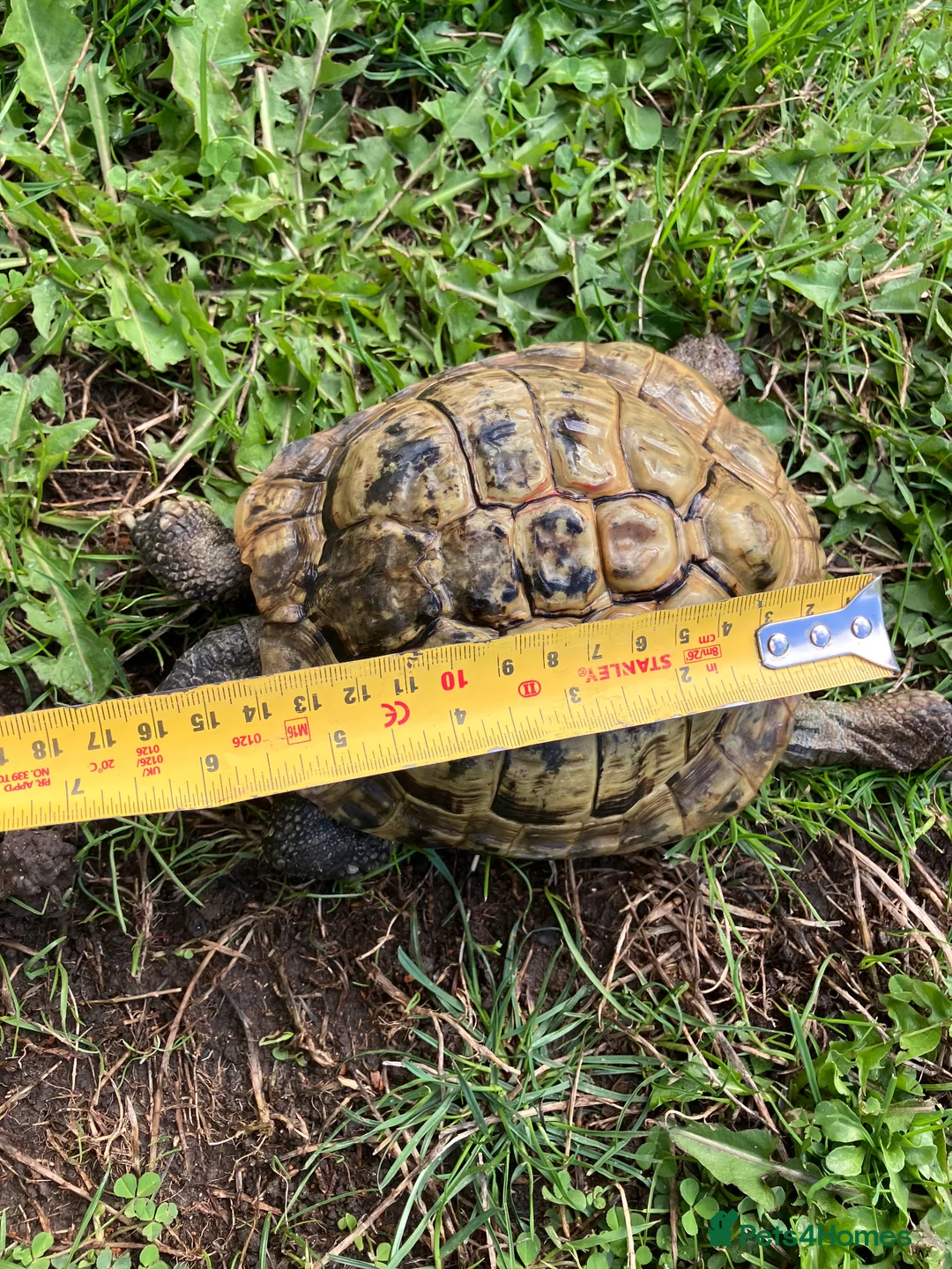 Hermann Tortoise reptiles for sale: Hermanns Tortoise 19 years old called Victor - Advert 2