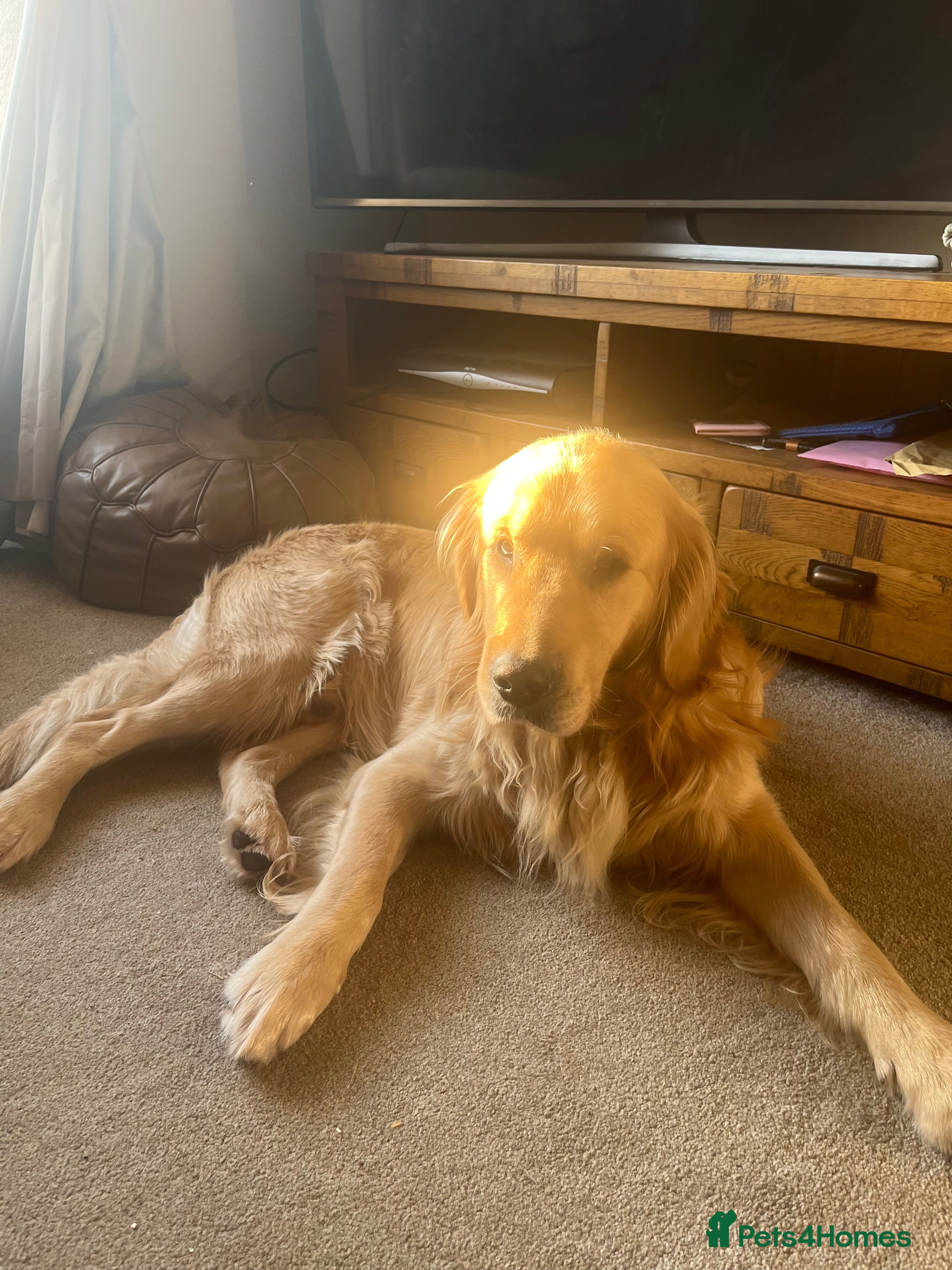 Golden Retriever dogs 2 year old kc registered male  - Advert 1