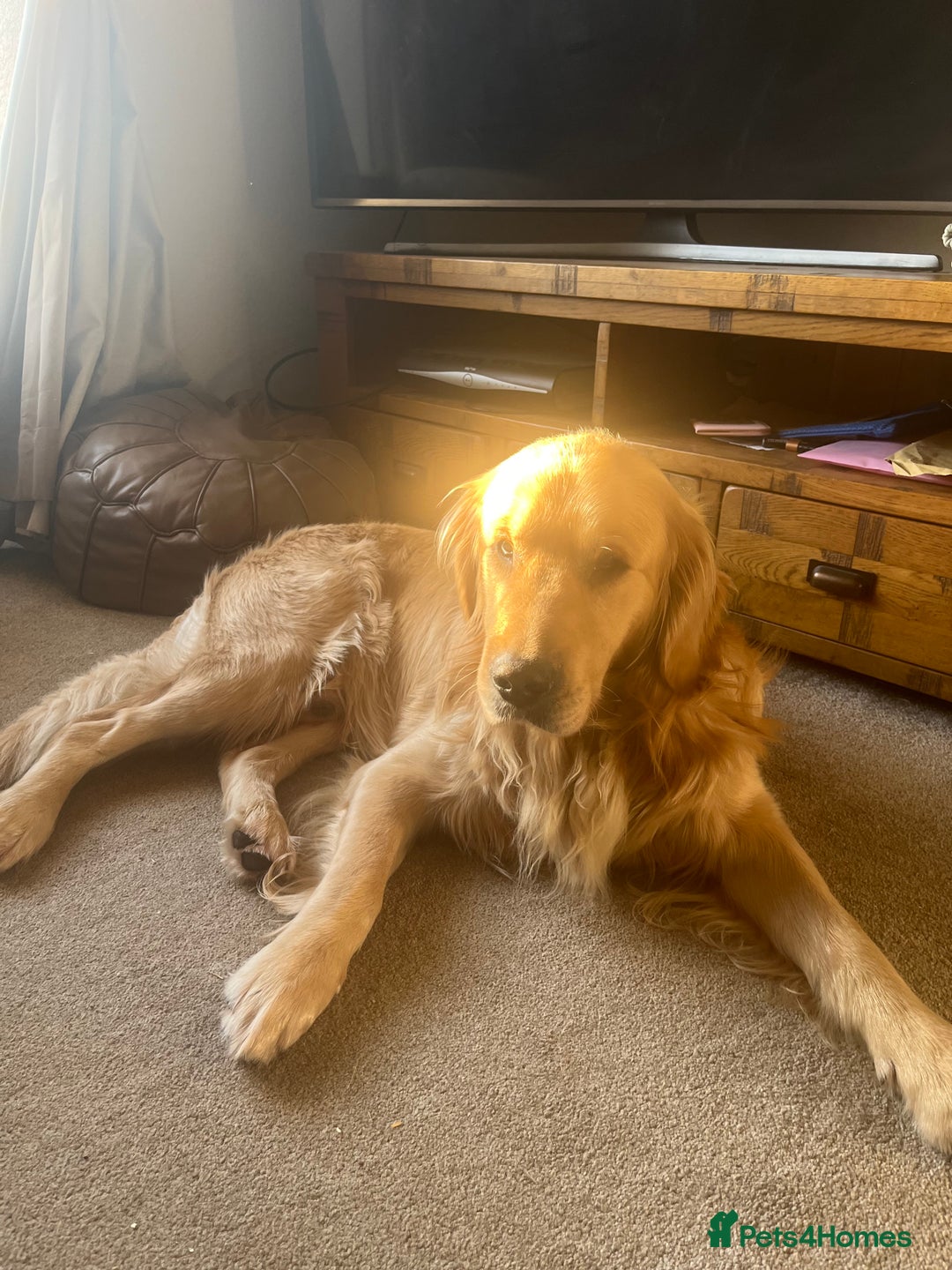 Golden Retriever dogs for sale: 2 year old kc registered male  - Advert 2