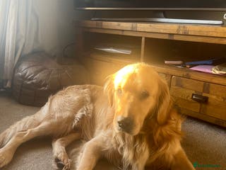 Golden Retriever dogs 2 year old kc registered male - Advert 1