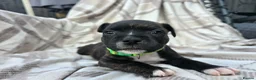 Staffordshire Bull Terrier dogs for sale: Staffy pups in Coleford - Advert 5