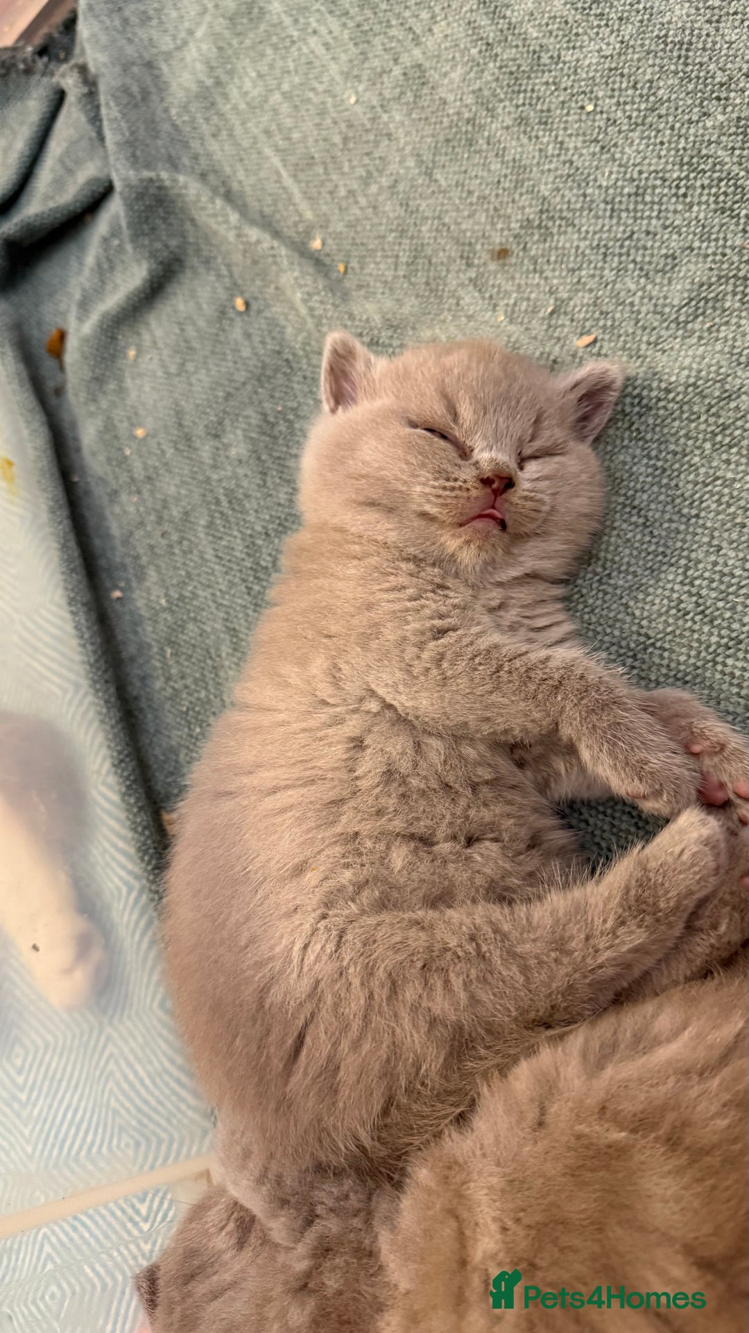 British Shorthair cats for sale: Price reduced Reg gccf Liliac BSH two female  - Image 13