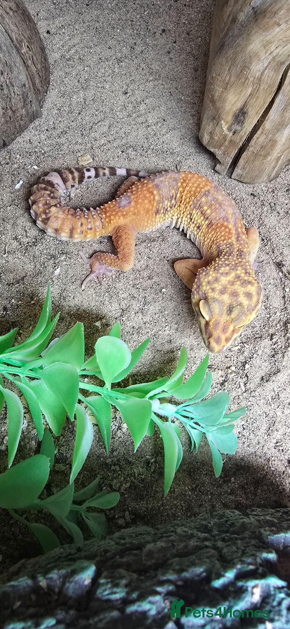 Gecko reptiles 1 fat tailed geckos & 1 leopard gecko - Advert 2