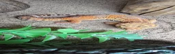 Gecko reptiles for sale: 2 fat tailed geckos & 1 leopard gecko - Advert 3