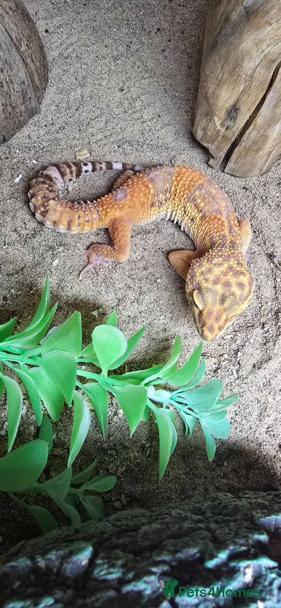 Gecko reptiles for sale: 2 fat tailed geckos & 1 leopard gecko - Advert 3