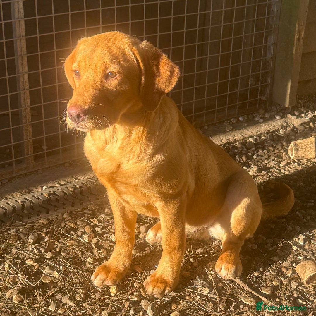 Labrador Retriever dogs for sale: Roger the Fox Red Lab - Advert 13