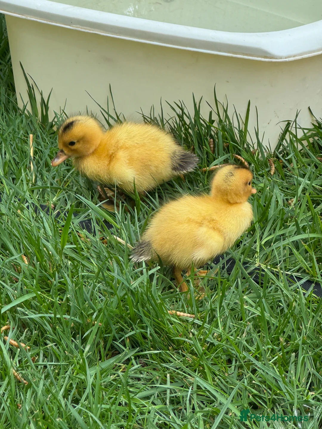 Ducks poultry for sale: Beautiful miniature silver appleyard ducklings - Advert 2