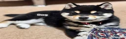 Japanese Shiba Inu dogs for sale: Mame small black tan Shiba Inu boy  - Advert 2