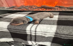 Miniature Dachshund dogs for sale: Stunning litter of miniature dachshund puppies  - Advert 6